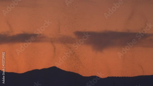 Swarms of midge flies filling the sky at dusk over Utah Lake during the summer heat.
