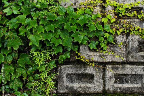Green ivy crawling on a wall, close-up 2