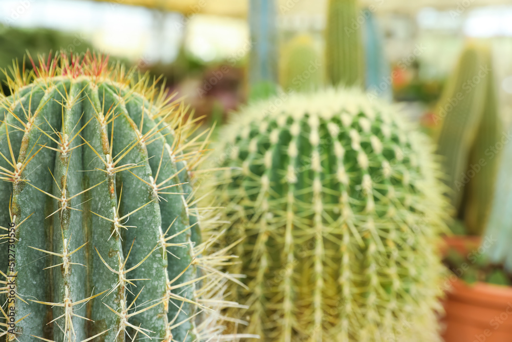 Closeup view of beautiful cactus on blurred background. Space for text Closeup view of beautiful cactus on blurred background. Space for text
