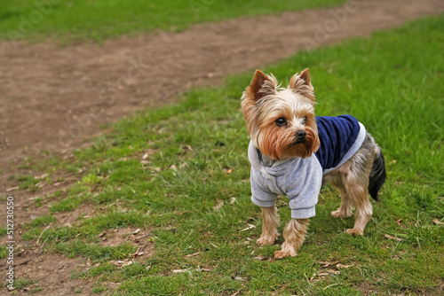Adorable Yorkshire terrier on green grass outdoors. Space for text © New Africa