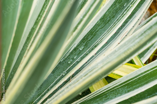 Plant whose scientific name is Sansevieria and is known as Mother-in-law s tongue. It has long sword-like leaves with a yellow border.