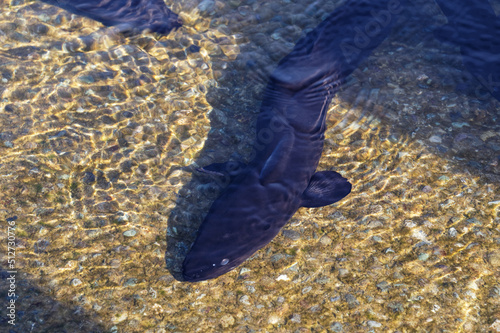 Several longfin eels in tshallow water at Lake Rotoiti in New Zealand photo