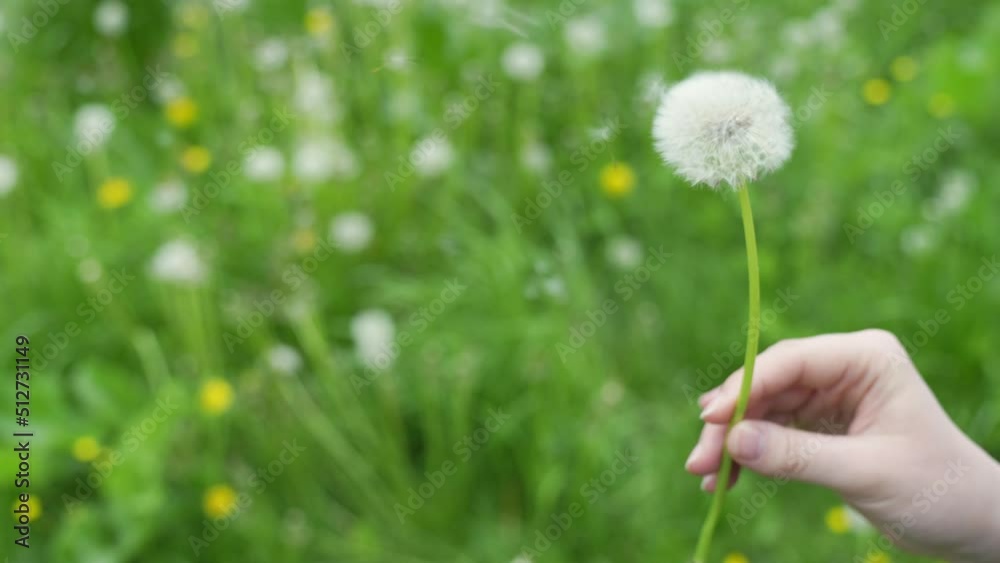 Side view of woman hands showing dandelion being blown away with green farms in background.