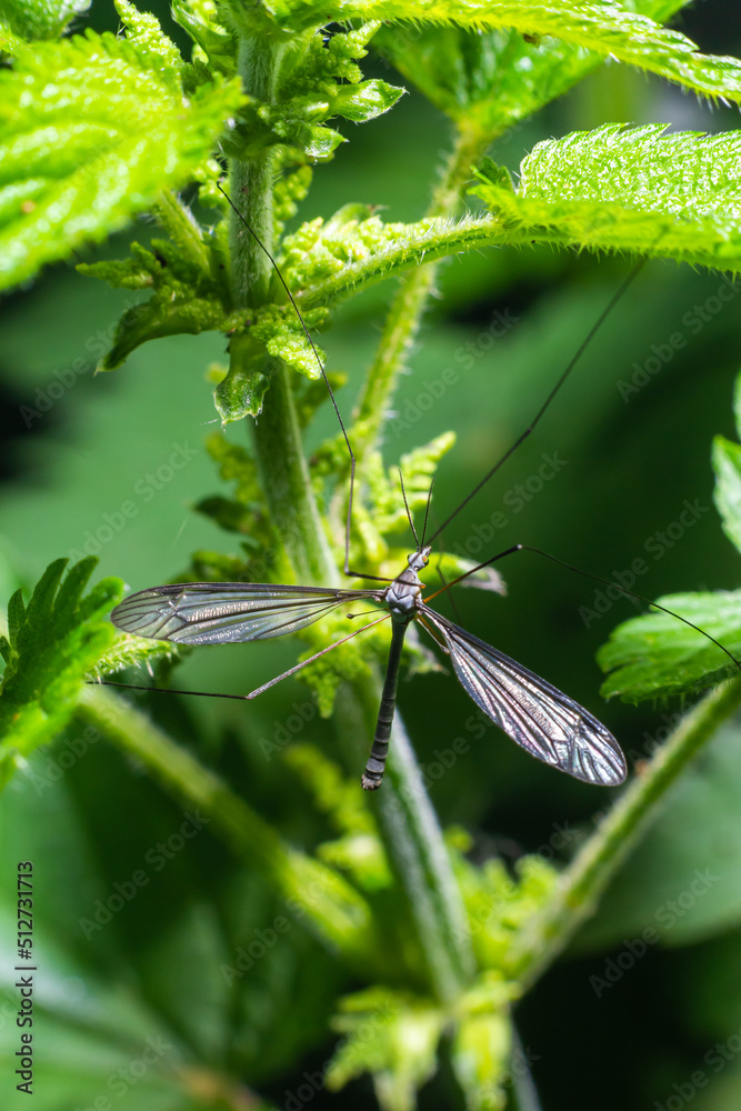 A female mosquito nephrotoma with long legs hid under a leaf of grass A female mosquito nephrotoma with long legs hid under a leaf of grass