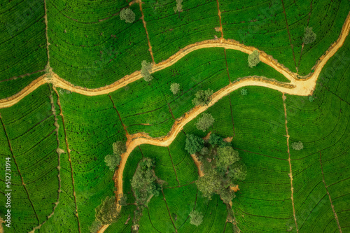 Aerial drone top view of scenery road through green mountains hills and tea plantations. High quality photo. Green tea fields for background or banner