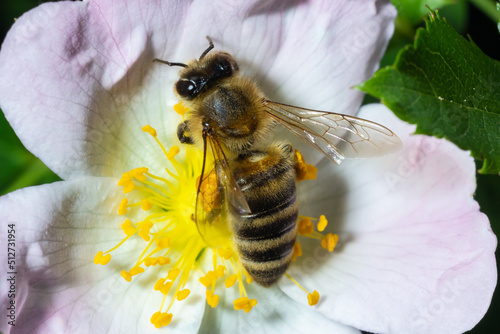 Honey bee Apis Mellifera is collecting pollen on white flower of bush dog rose. Latin rosa canina, similar to a sweet briar also called eglantine state flower or state symbol of Iowa and North Dakota photo