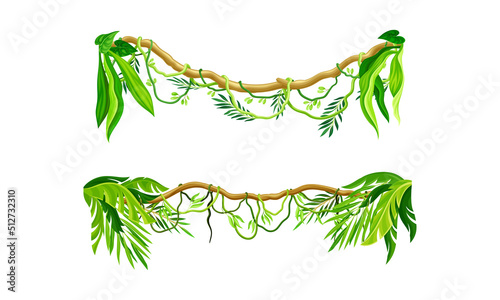 Liana, creeper jungle plant set. Green winding branches, tropical rainforest element cartoon vector illustration