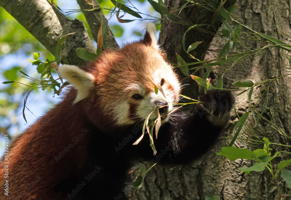 Firefox, the Red Panda (Ailurus fulgens), eating Firefox, the Red Panda (Ailurus fulgens), eating