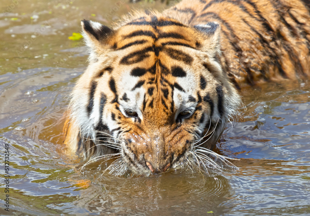 Obraz premium Amour tiger in the water, cooling down or playing