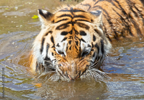 Amour tiger in the water, cooling down or playing