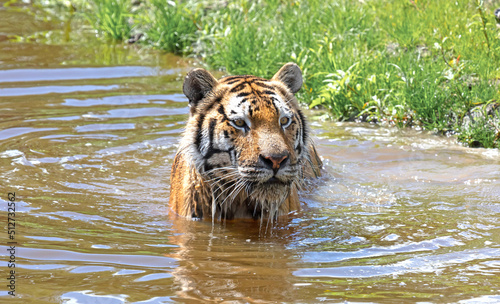 Photography Amour tiger in the water, cooling down or playing