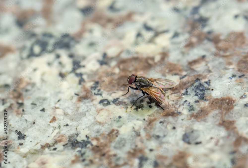 Close up photo of fly Close up photo of fly