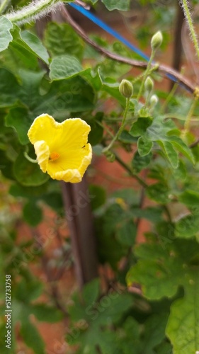 Yellow flower Cucumber Flower in the garden photo