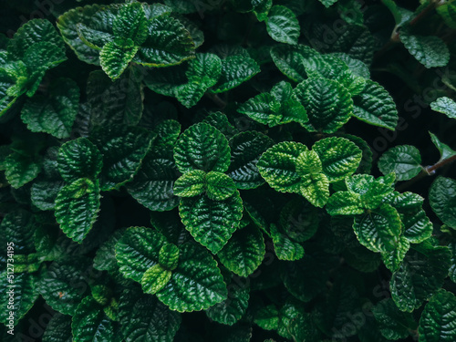 Fresh Green Mint Plant Background.