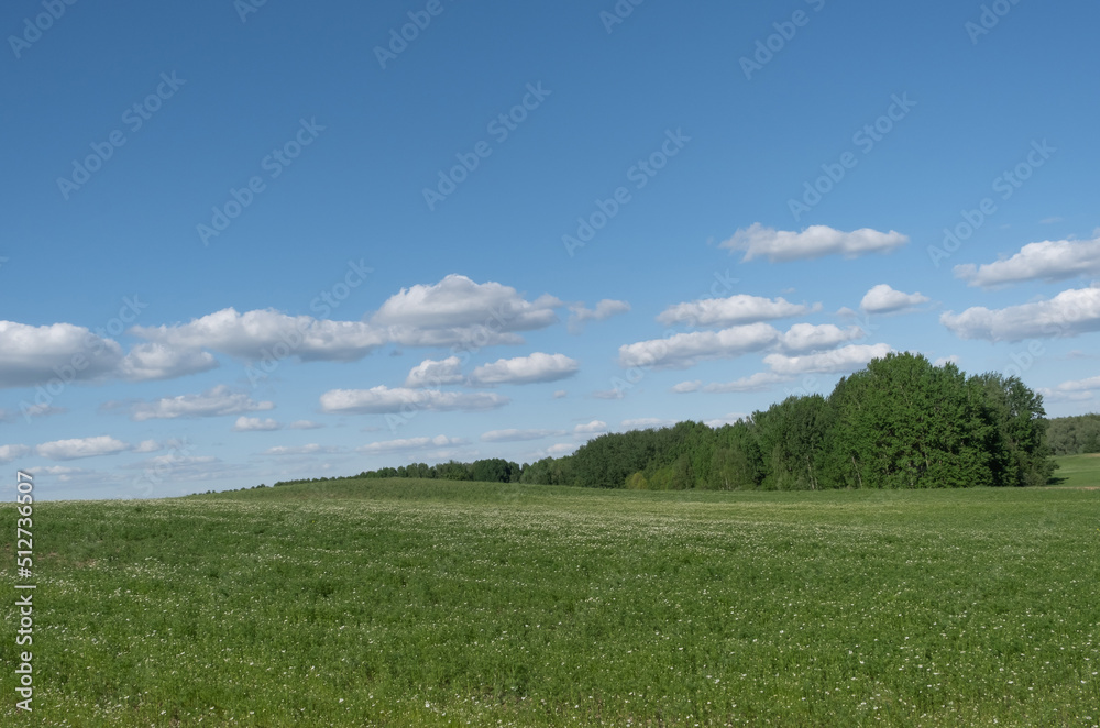 A beautiful hilly field of barely blossoming pharmaceutical white chamomile against the background of the green edge of the forest and the summer blue sky with clouds. Cultivation of medicinal plants A beautiful hilly field of barely blossoming pharmaceutical white chamomile against the background of the green edge of the forest and the summer blue sky with clouds. Cultivation of medicinal plants