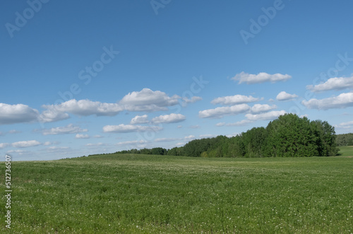 A beautiful hilly field of barely blossoming pharmaceutical white chamomile against the background of the green edge of the forest and the summer blue sky with clouds. Cultivation of medicinal plants