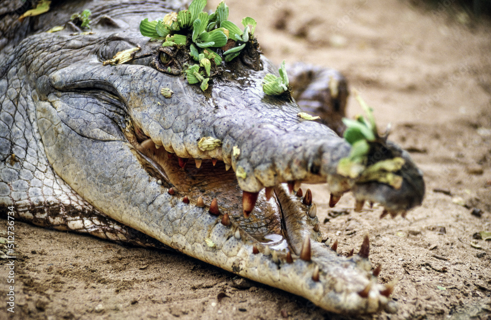 Obraz premium Cocodrilo narigudo o americano (Crocodylus acutus). Los Llanos.Masaguaral. Estado de Apure.Estado de Bolivar. Venezuela.