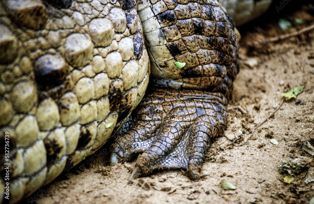 Cocodrilo narigudo o americano (Crocodylus acutus). Los Llanos.Masaguaral. Estado de Apure.Estado de Bolivar. Venezuela. Cocodrilo narigudo o americano (Crocodylus acutus). Los Llanos.Masaguaral. Estado de Apure.Estado de Bolivar. Venezuela.