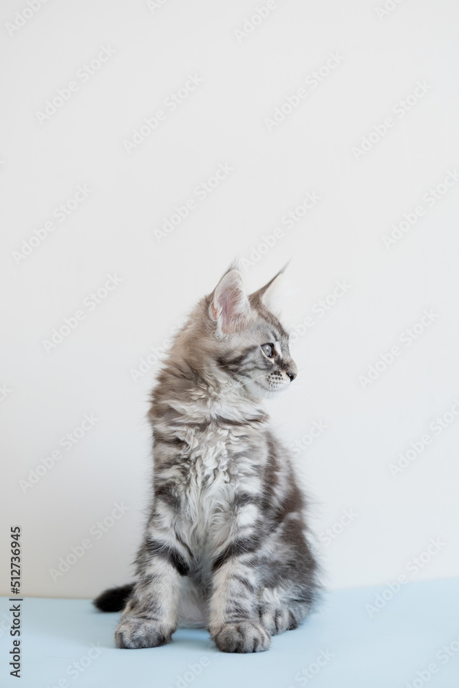 Obraz premium Maine Coon kitten on a beige background. Pedigree cat is a pet.
