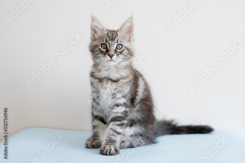 Maine Coon kitten on a beige background. Pedigree cat is a pet. © Кристина Корнеева