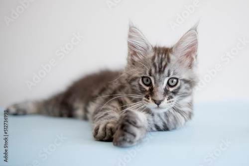 Fototapeta Naklejka Na Ścianę i Meble -  Maine Coon kitten on a beige background. Pedigree cat is a pet.