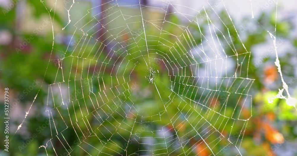 Sparkling spider web in the morning sunshine Sparkling spider web in the morning sunshine