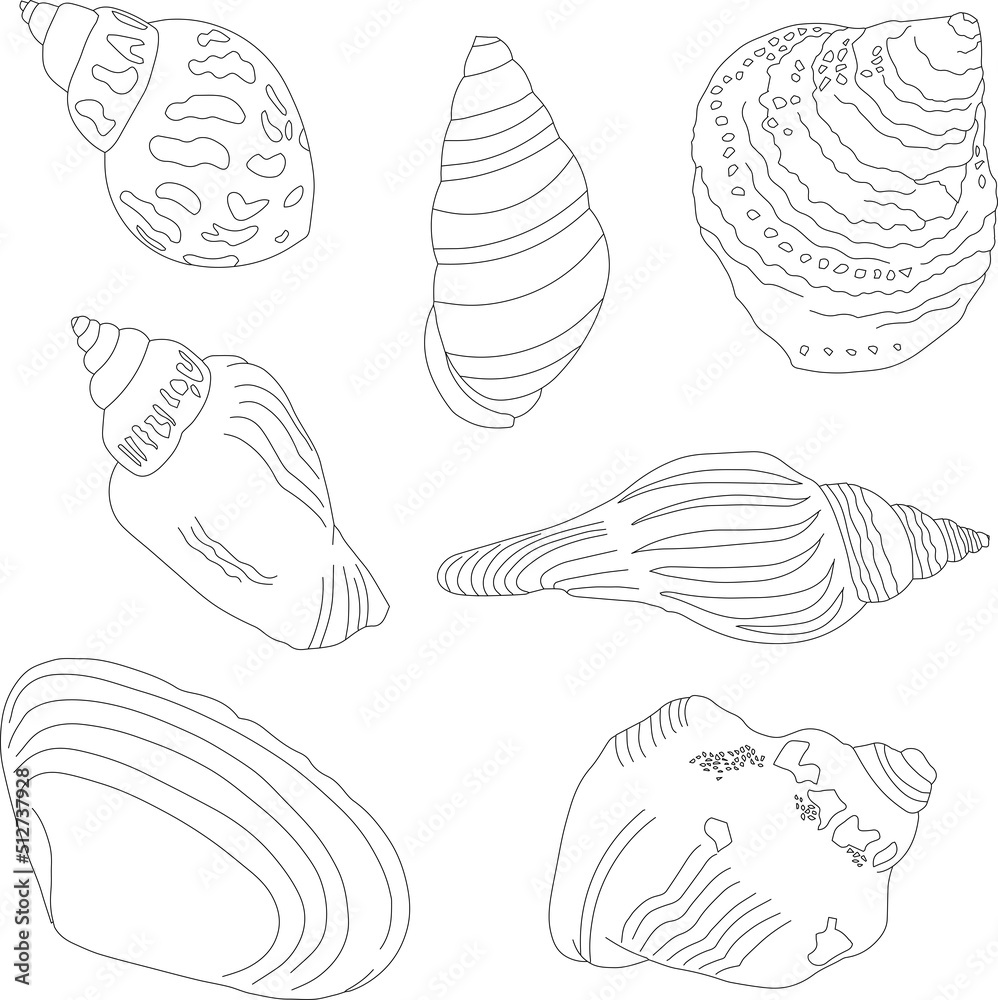 A set of hand-drawn shells. Marine kit. Linear illustrations.