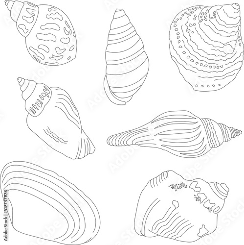 A set of hand-drawn shells. Marine kit. Linear illustrations.