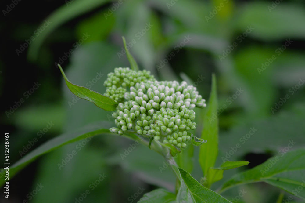 A group of flower buds from one branch A group of flower buds from one branch