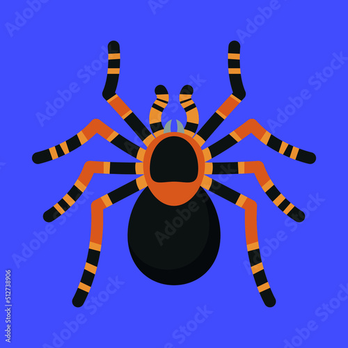 Top view tarantula spider photo