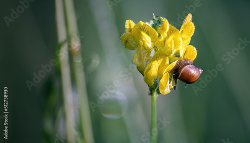 Small snail on the yellow Meadow Vetchling blossom  with water drops in the blurry background photo