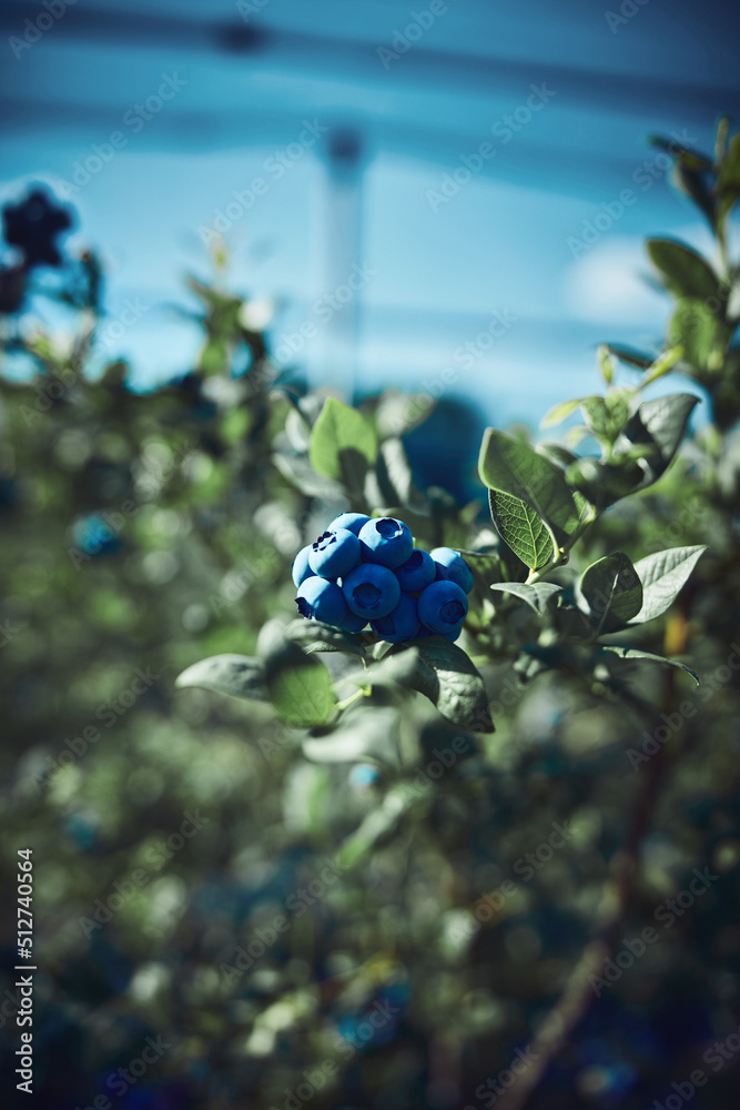 Blueberry farm ready for seasonal picking. Blueberry farm ready for seasonal picking.