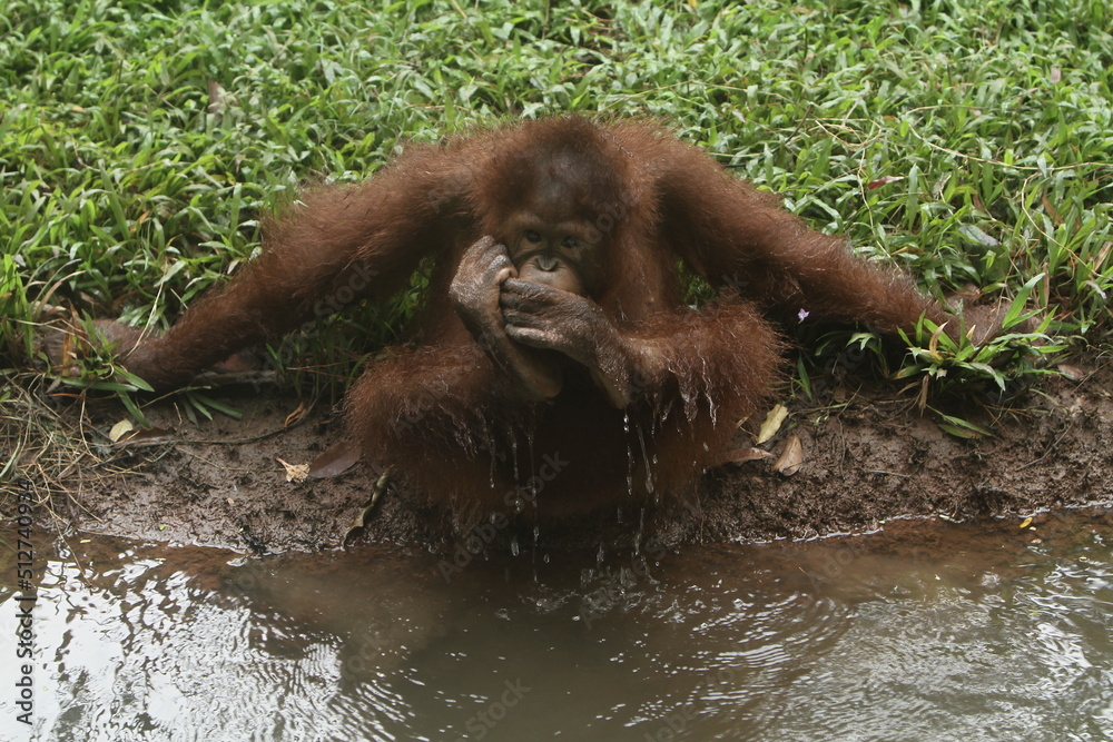 A little orangutan drinking with his feet A little orangutan drinking with his feet