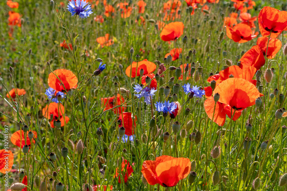 Fototapeta premium Naturwiese Mohn Kornblumen