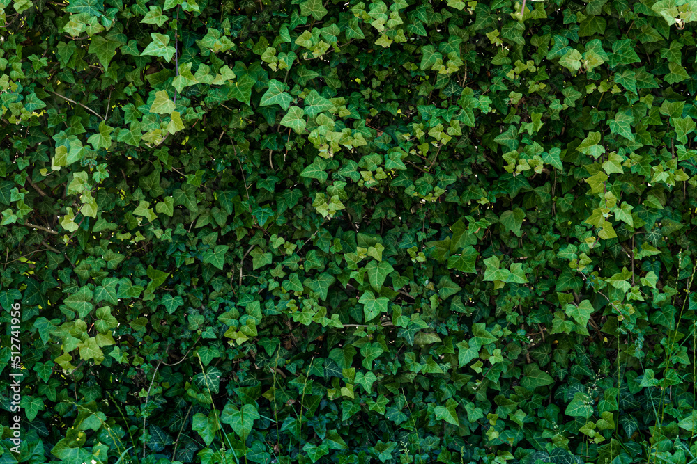 A Close up picture of natural green leaf wall in the city centre A Close up picture of natural green leaf wall in the city centre