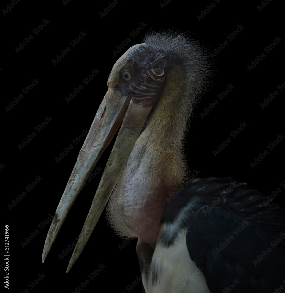 Painted stork bird isolated on black background