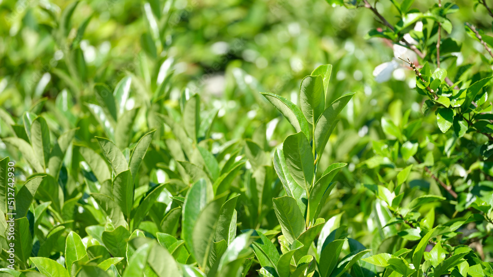 Green tea bushes with bright petals growing on plantation closeup background Green tea bushes with bright petals growing on plantation closeup background