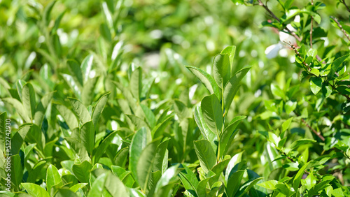 Green tea bushes with bright petals growing on plantation closeup background
