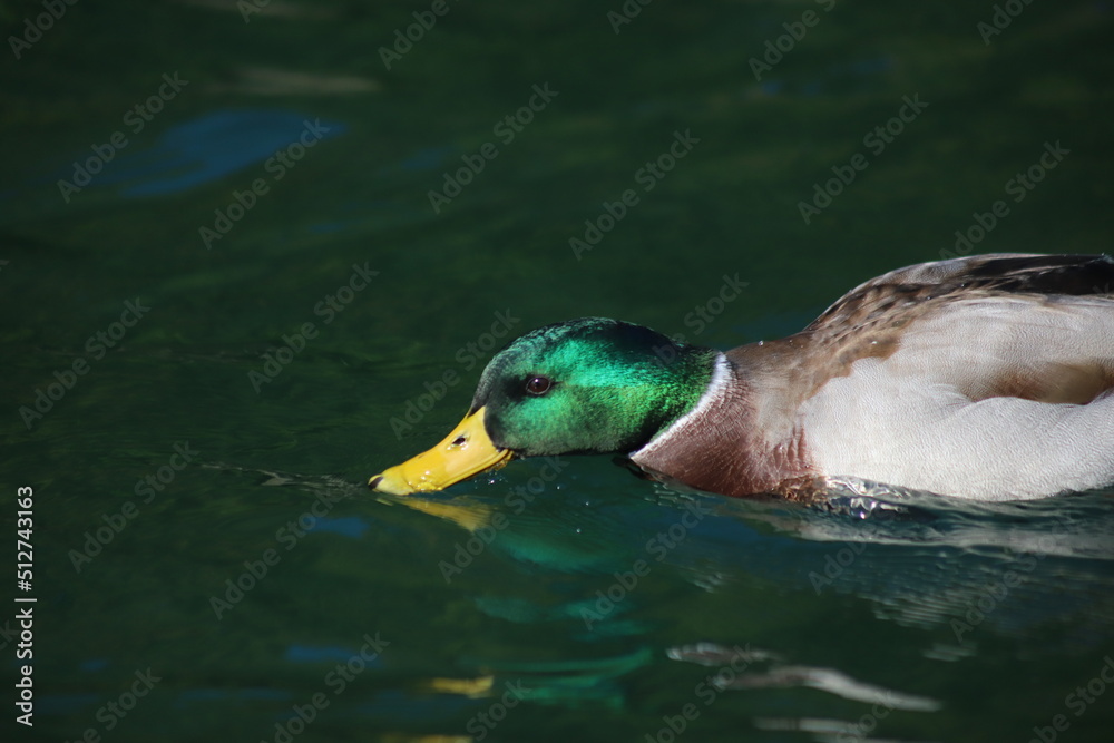 Fototapeta premium Ente Querformat