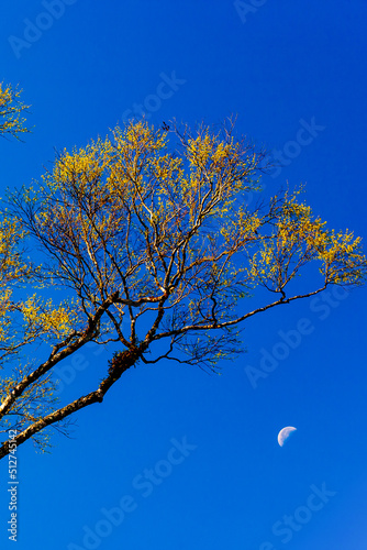 Bright yellow leaves of the tree against the blue sky.