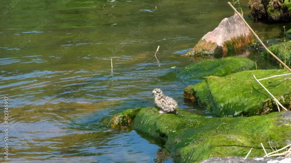 A small fluffy chick of a seagull swims in the lake. Water birds. A small fluffy chick of a seagull swims in the lake. Water birds.