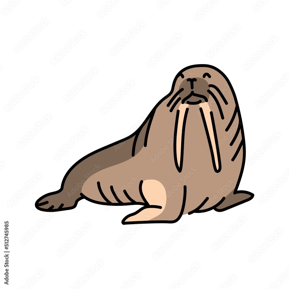 Walrus color line illustration. Marine mammals.