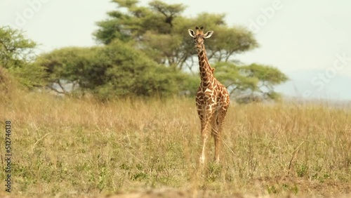 A giraffe walks through the African savanna during a heat wave and scorching sun in the Serengeti National Park.