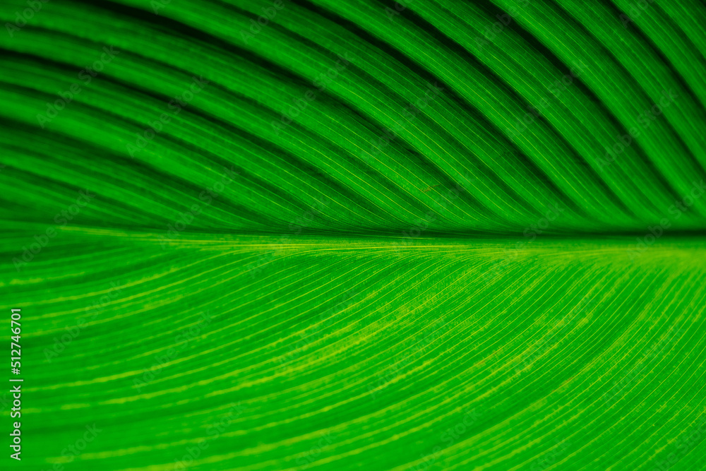 green leaves wall background, leaf wall nature background
