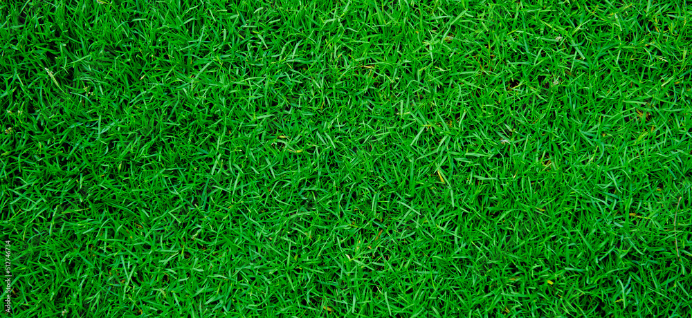 Green grass background, football field
Green grass background, football field