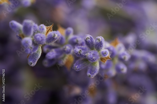 Macro of lavender flowers