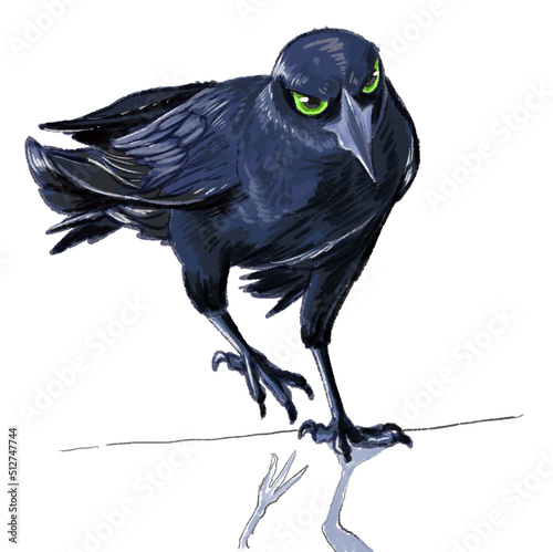 crow on a white background photo