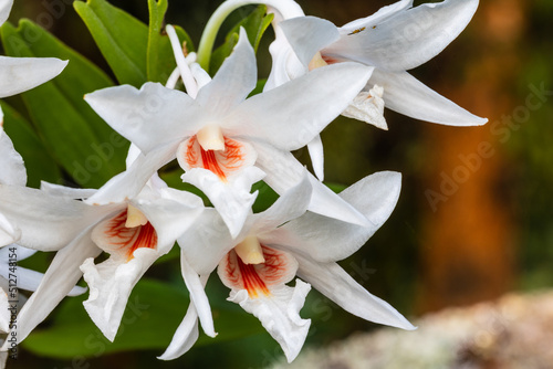 dendrobium draconis Rchb.f. Beautiful rare wild orchids in tropical forest of Thailand. photo