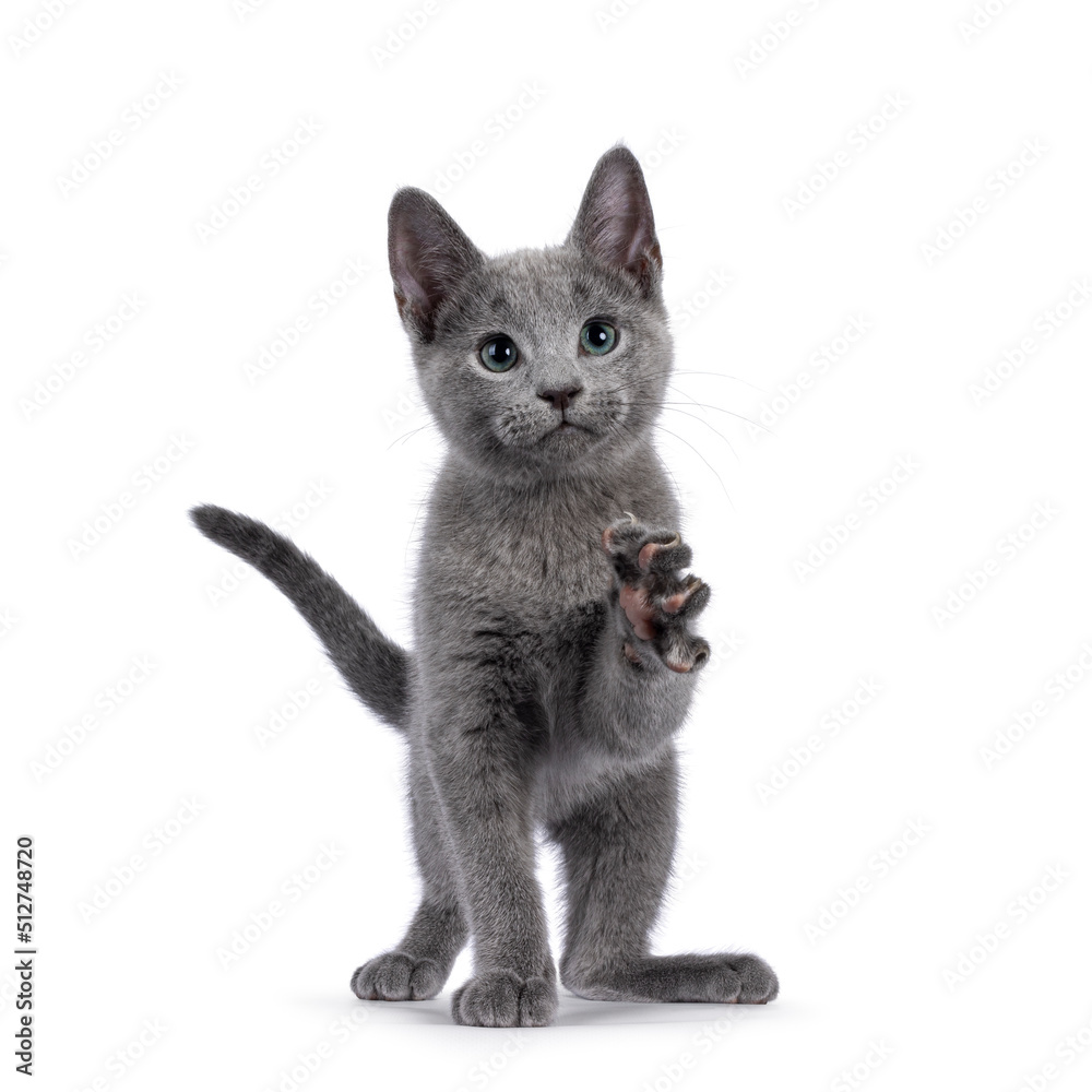 Excellent typed Russian Blue cat kitten, standing facing front with one paw playful in air. Looking straight to camera with green eyes. isolated on a white background.
