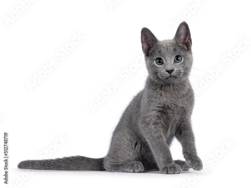 Excellent typed Russian Blue cat kitten, sitting up side ways. Looking straight to camera with green eyes. isolated on a white background.